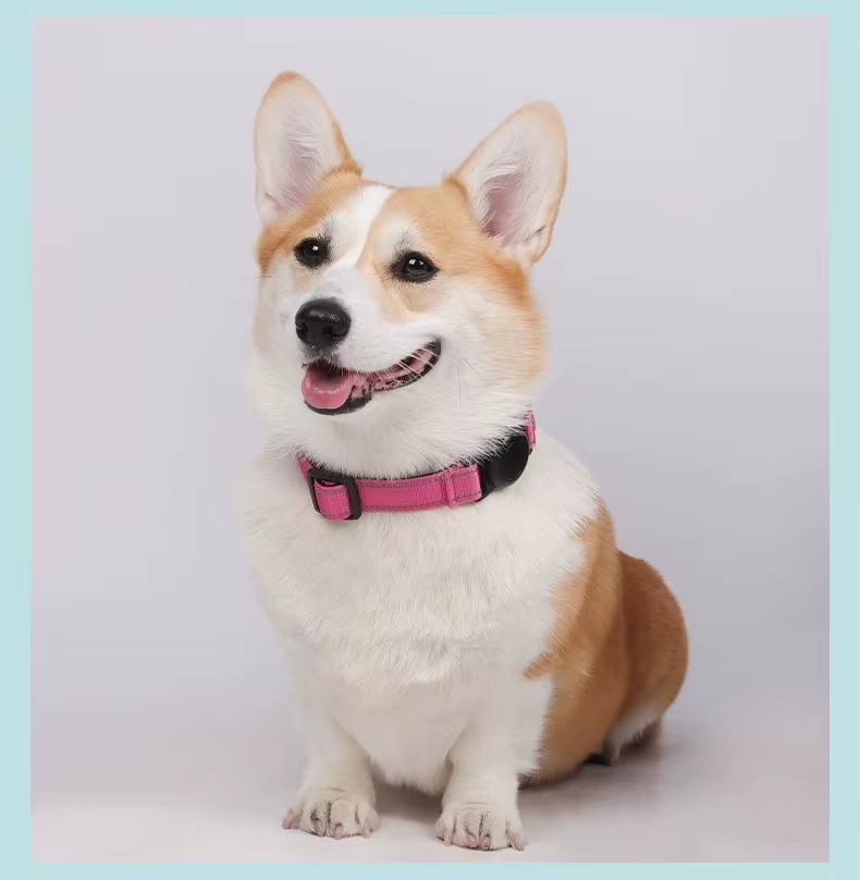 Rastreador para Perros + Collar