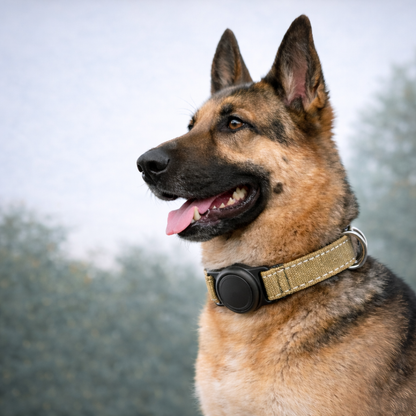 Rastreador para Perros + Collar